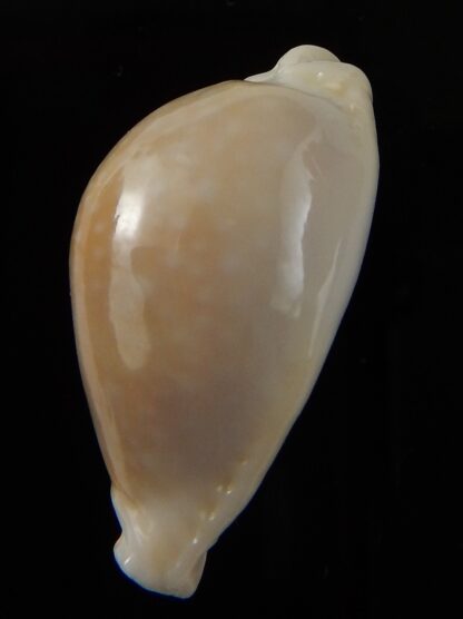 Naria miliaris " Dwarf overglazed " 29,95 mm Gem-43995