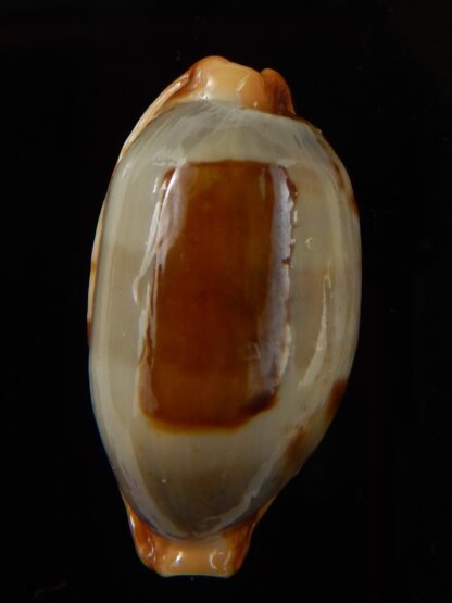 Bistolida stolida aureliae " Giant size " 32,8 mm Gem-43470