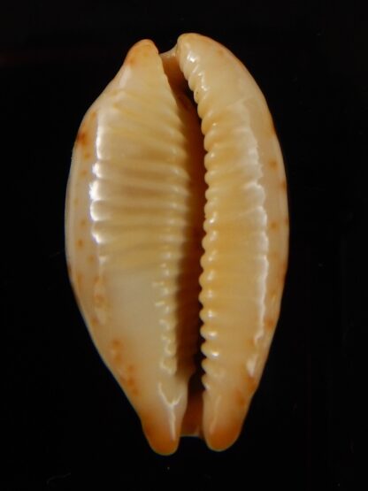 Bistolida stolida aureliae " Giant size " 32,8 mm Gem-43465