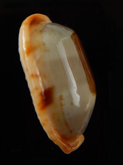 Bistolida stolida aureliae " Giant size " 32,8 mm Gem-43469