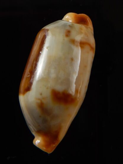 Bistolida stolida aureliae " Giant size " 32,8 mm Gem-43467