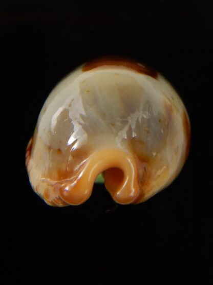 Bistolida stolida aureliae " Giant size " 32,8 mm Gem-43466