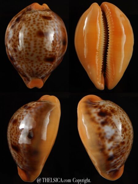 Lyncina porteri porteri 49,3 mm Gem-0