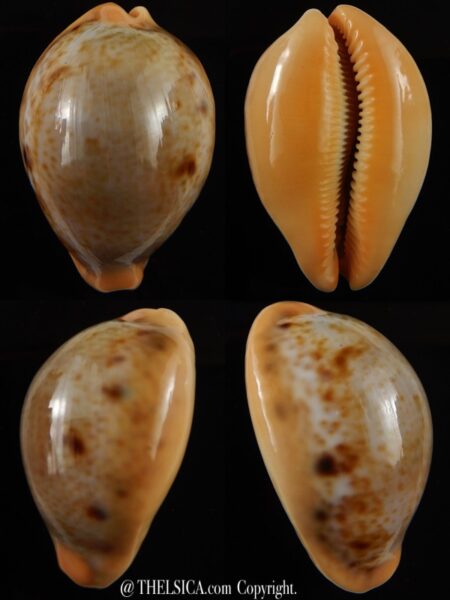 Lyncina porteri porteri .... GIANT .... 52,82 mm Gem-0