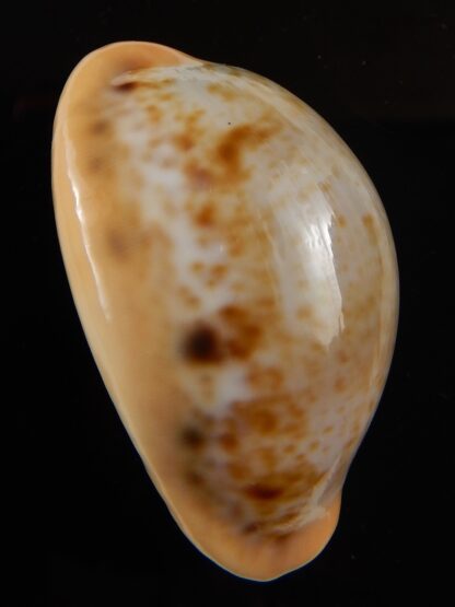 Lyncina porteri porteri .... GIANT .... 52,82 mm Gem-43675