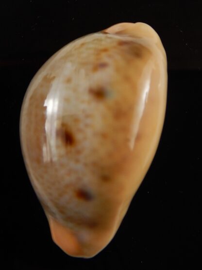 Lyncina porteri porteri .... GIANT .... 52,82 mm Gem-43680