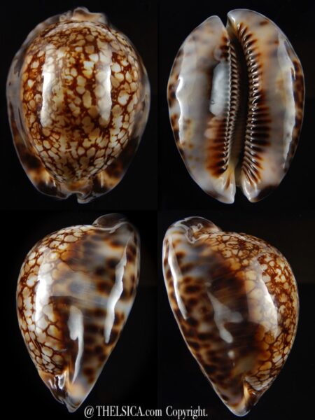 Mauritia maculifera scindata 65,1 mm Gem-0