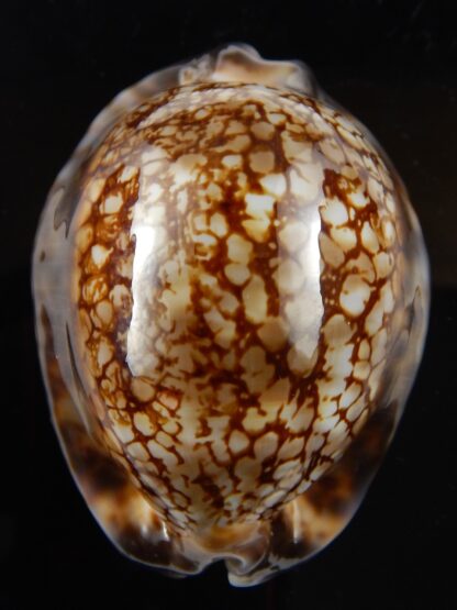 Mauritia maculifera scindata 65,1 mm Gem-43690