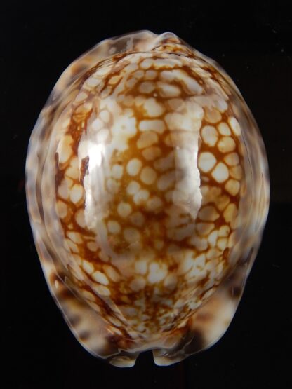 Mauritia maculifera scindata 56,1 mm Gem-43705