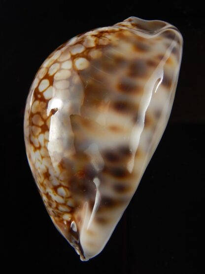 Mauritia maculifera scindata 56,1 mm Gem-43704