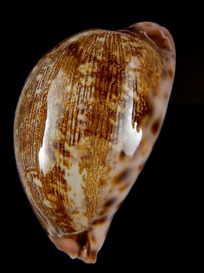 Leporicypraea viridis guamensis 70,37 mm Gem-43761