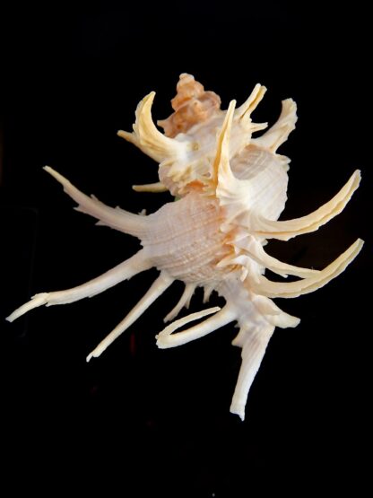 Chicoreus cornucervi albino 87 mm Gem-43821