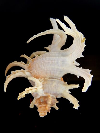 Chicoreus cornucervi albino 87 mm Gem-43819