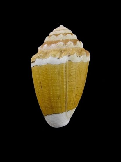 Conus dorreensis 29,3 mm Gem-43857