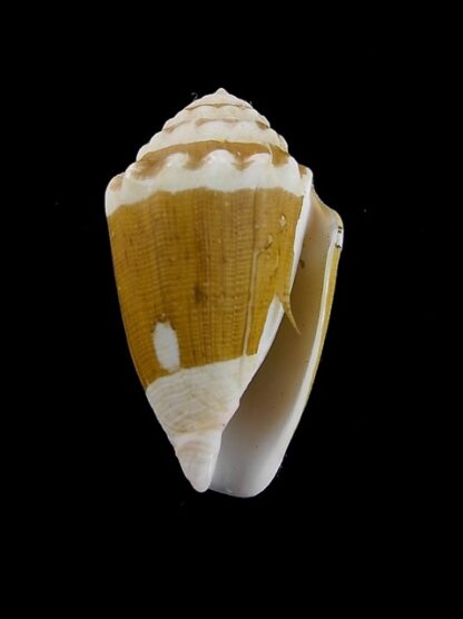 Conus dorreensis 29,3 mm Gem-43856