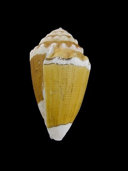 Conus dorreensis 29,3 mm Gem-43854