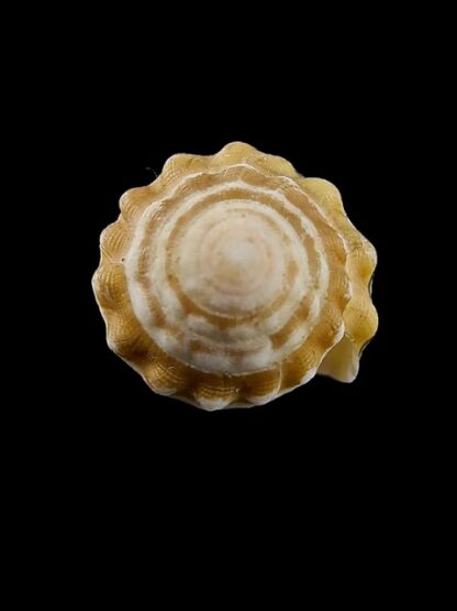 Conus dorreensis 29,3 mm Gem-43855