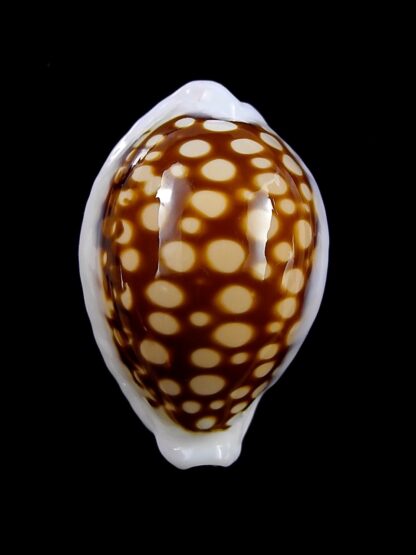 Cribrarula exmouthensis magnifica 30,6 mm Gem-43893