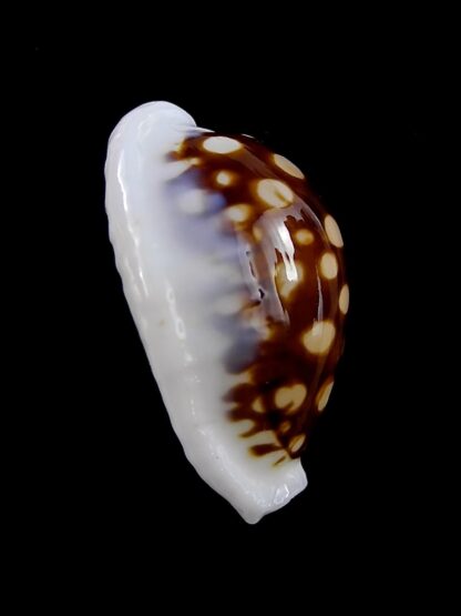 Cribrarula exmouthensis magnifica 27,2 mm Gem-43890