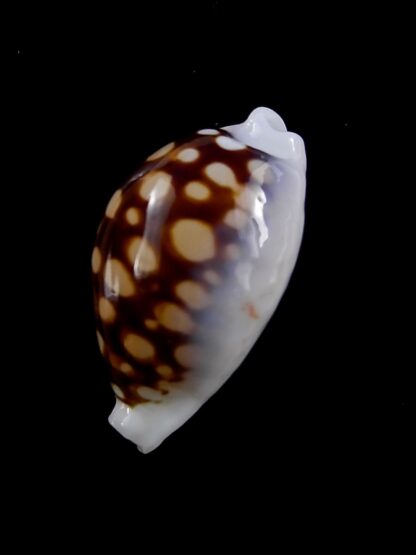 Cribrarula exmouthensis magnifica 27,2 mm Gem-43889