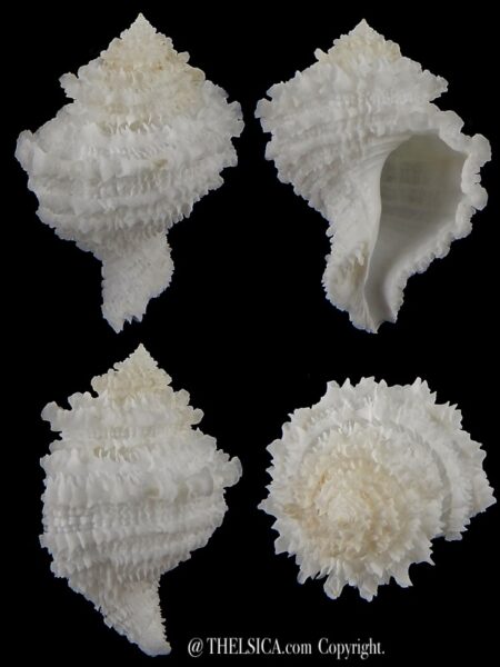 Hirtomurex teramachii 49,98 mm Gem -0