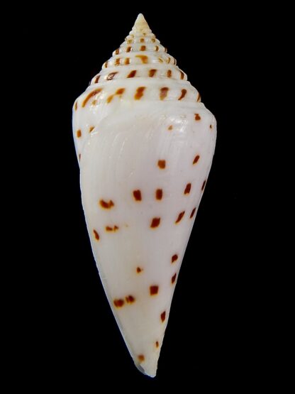 Kurodaconus stupella 65,12 mm Gem-43489