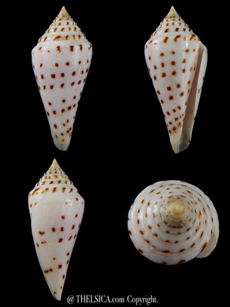 Kurodaconus stupella 65,12 mm Gem-0