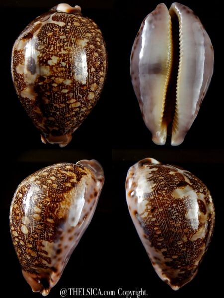 Leporicypraea mappa ..purple base ... 71,30 mm Gem -0
