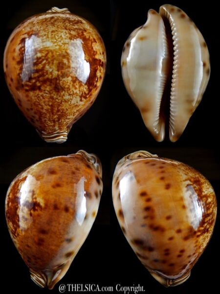 Leporicypraea valentia 85.7 mm Gem-0