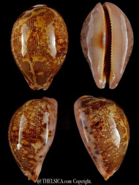 Leporicypraea viridis guamensis 63,42 mm Gem-0