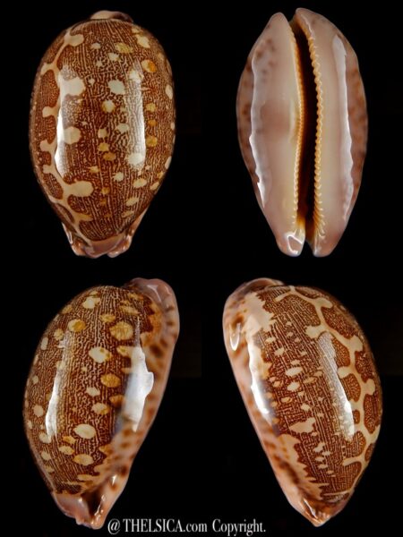 Leporicypraea viridis guamensis 66,87 mm Gem-0