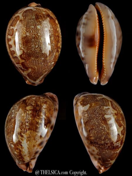 Leporicypraea viridis guamensis 70,37 mm Gem-0