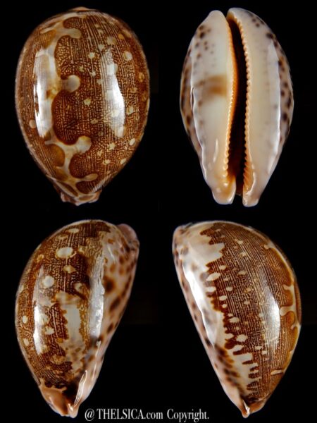 Leporicypraea viridis guamensis 72,55 mm Gem-0