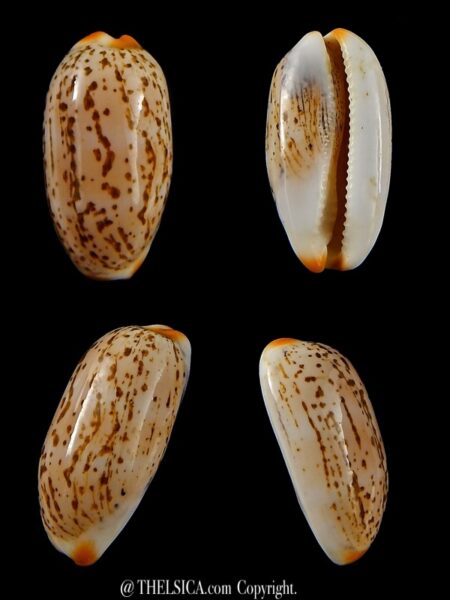 luria isabella gauguini 21,30 mm Gem-0