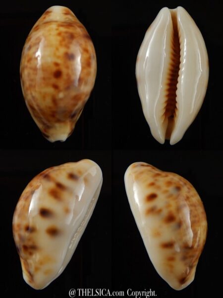 Lyncina lynx... Rostrate... 34,7mm Gem-0