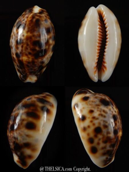 Lyncina lynx... Rostrate... 35,4 mm Gem-0