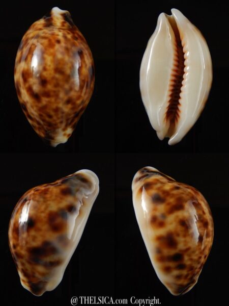 Lyncina lynx... Rostrate... 38,9 mm Gem-0