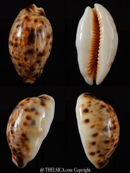 Lyncina lynx... Rostrate... 39,1 mm Gem-0