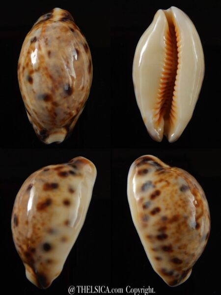 Lyncina lynx... Rostrate... 39,6 mm Gem-0