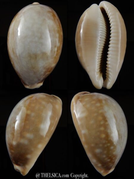 Lyncina vitellus vitellus " Overglazed " 67,41 mm Gem-0