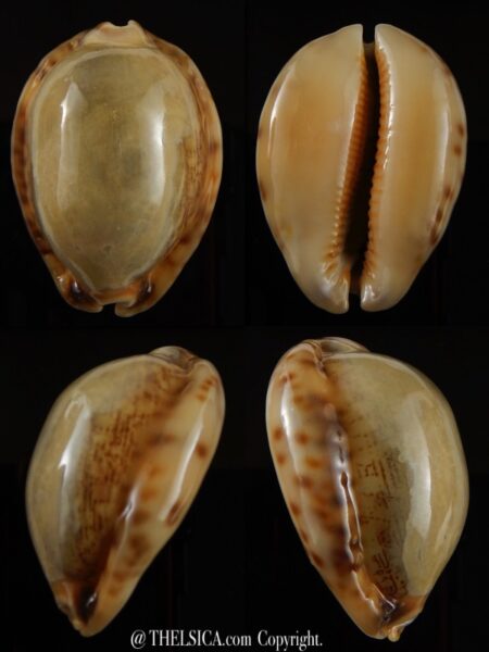 Mauritia arabica asiatica " Overglazed " 49,92 mm Gem-0
