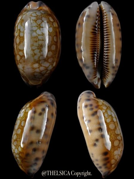 Mauritia scurra indica 41,1 mm Gem-0