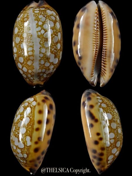 Mauritia scurra indica 41,2 mm Gem-0