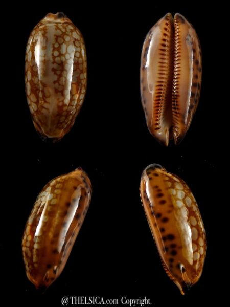 Mauritia scurra mundula 33,50 mm Gem-0