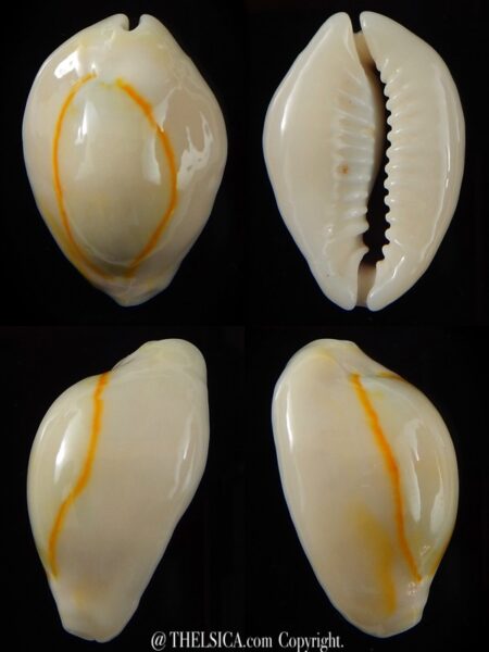 Monetaria annulus N&R 30,44 mm Gem-0
