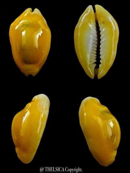 Monetaria moneta ... Rostrate .... 26,7 mm Gem-0
