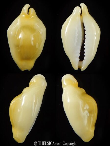 Monetaria moneta N&R 24,95 mm Gem -0