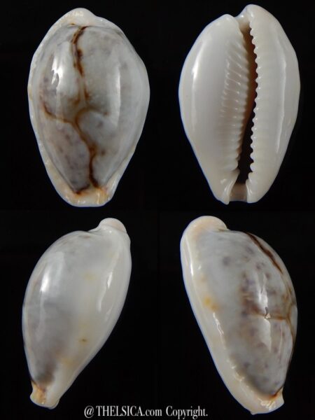 Naria boivinii boivinii .. SP pattern >>> 28,36 mm Gem-0