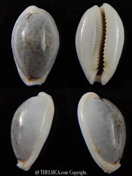 Naria boivinii boivinii 27,64 mm Gem -0