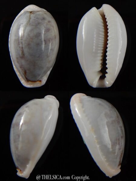 Naria boivinii boivinii 29,96 mm Gem -0